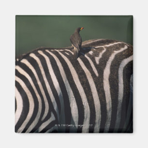Yellow-billed oxpecker (Buphagus africanus) Magnet