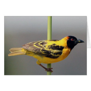Yellow Bird