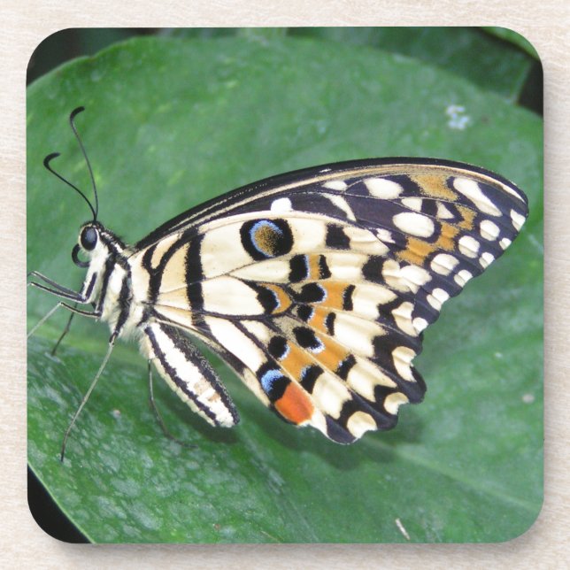 Yellow Black and White Butterfly on Leaf Coaster (Front)