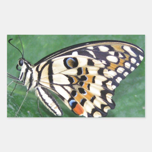 Yellow Black and White Butterfly on Leaf Rectangular Sticker (Front)