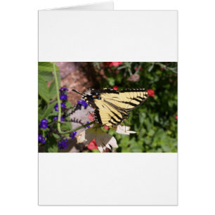 Yellow & Black Fantail Butterfly