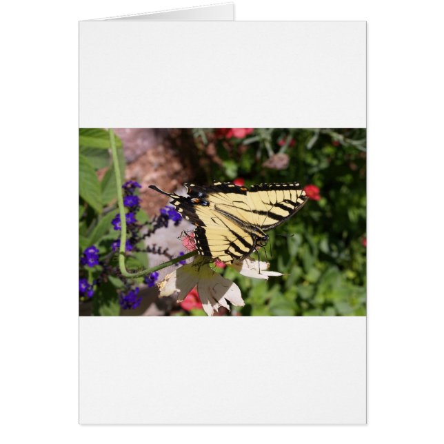 Yellow & Black Fantail Butterfly (Front)