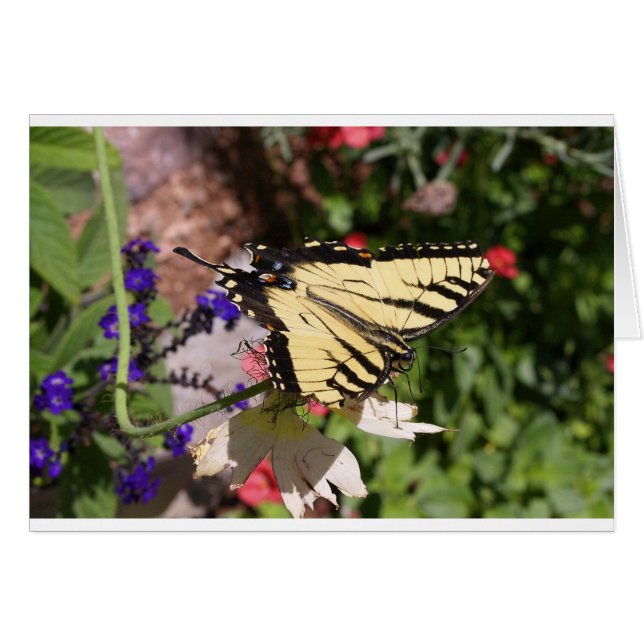 Yellow & Black Fantail Butterfly (Front Horizontal)