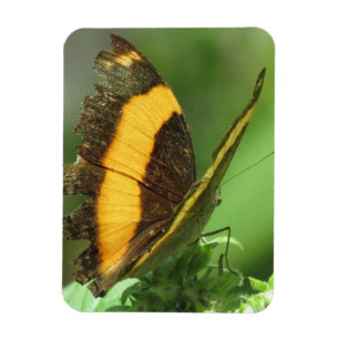 Yellow & Black Tropical Butterfly Magnet
