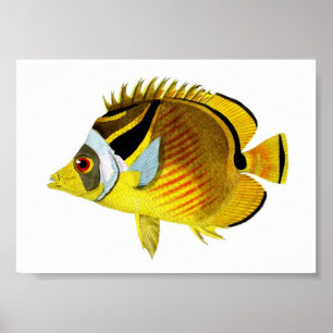 Yellow Black Tropical Fish Art Print no. 4