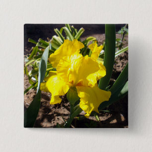 Yellow Blooming Iris Plant, 15 Cm Square Badge