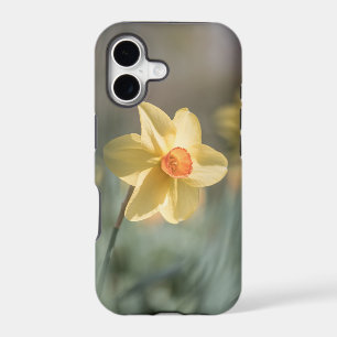 Yellow Blossom Daffodil Nature Photo