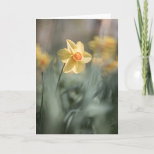 Yellow Blossom Daffodil Nature Photo Card