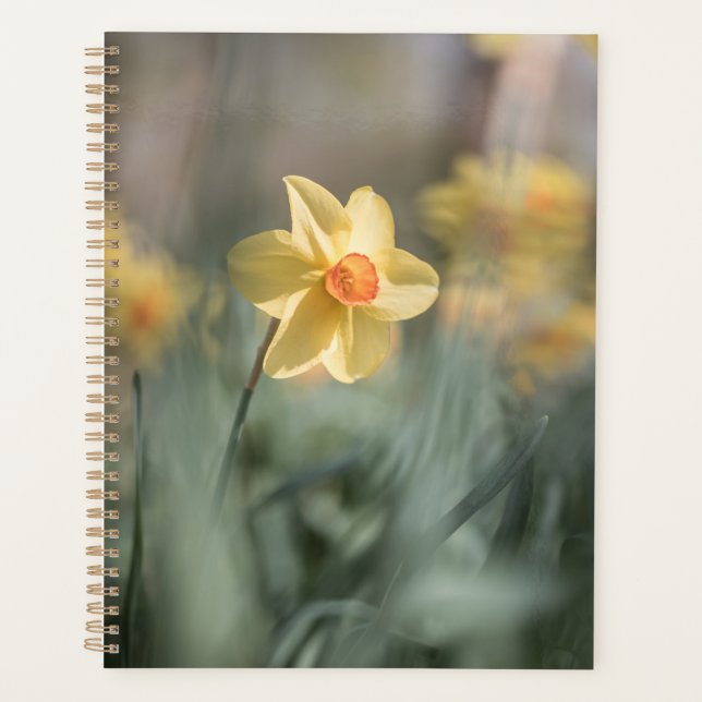 Yellow Blossom Daffodil Nature Photo Planner (Front)