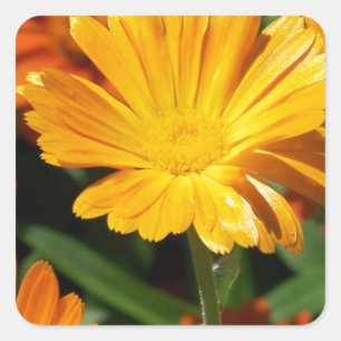 Yellow Blossoms Flowers Art Peace Love Destiny Square Sticker