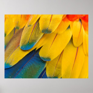Yellow blue and red birds of paradise flower poster