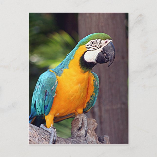Yellow & blue macaw bird postcard (Front)