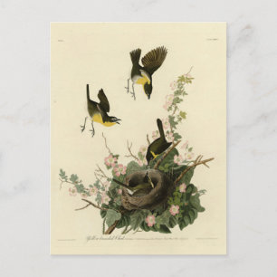 Yellow-breasted Chat - Audubon's Birds of America Postcard