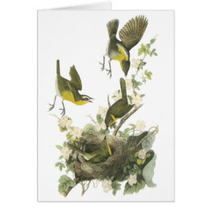 Yellow-breasted Chat by Audubon