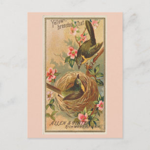 Yellow-breasted Chat Postcard