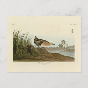 Yellow-breasted Rail - Audubon's Birds of America Postcard