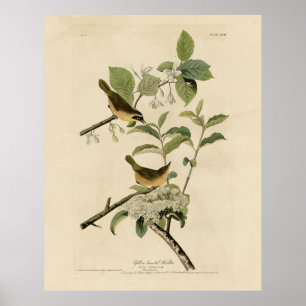 Yellow-breasted Warbler Audubon's Birds of America Poster