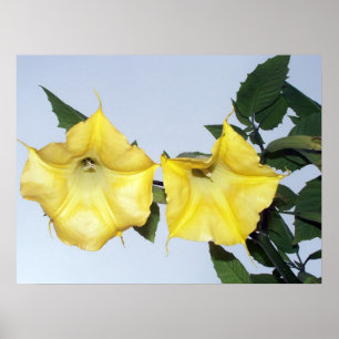 Yellow Brugmansia - Angel's Trumpet Flower Poster