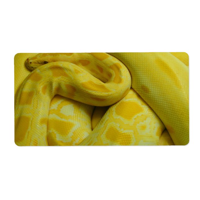 Yellow Burmese Python (Front)