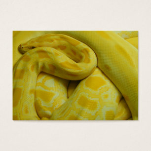 Yellow Burmese Python