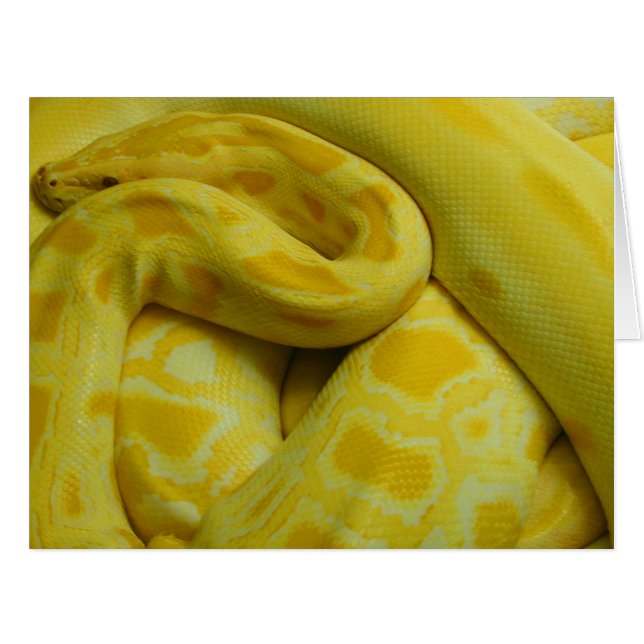 Yellow Burmese Python (Front Horizontal)