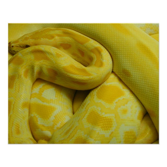 Yellow Burmese Python Poster (Front)