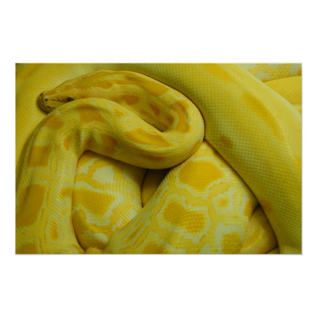 Yellow Burmese Python Poster (Front)