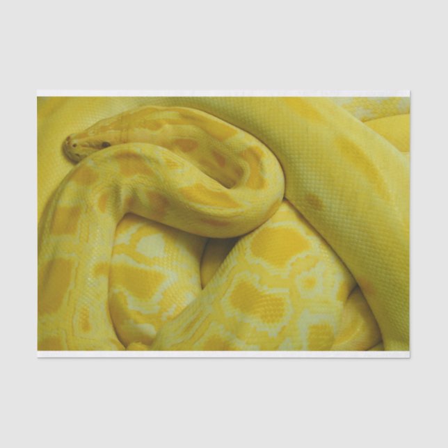 Yellow Burmese Python Tissue Paper (Front)