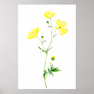 yellow buttercup flower watercolor  poster