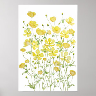 yellow buttercup flowers field watercolor  poster