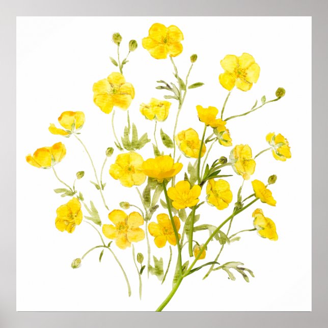 yellow buttercup flowers   watercolor  poster (Front)