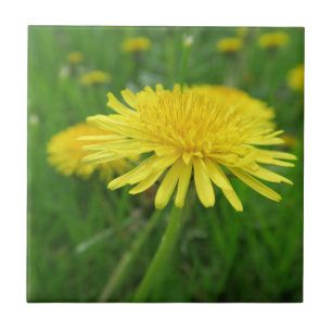 yellow, buttercup, plant, dandelion, meadow, ceramic tile