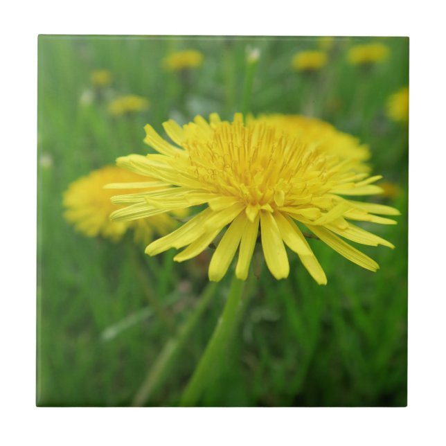 yellow, buttercup, plant, dandelion, meadow, ceramic tile (Front)