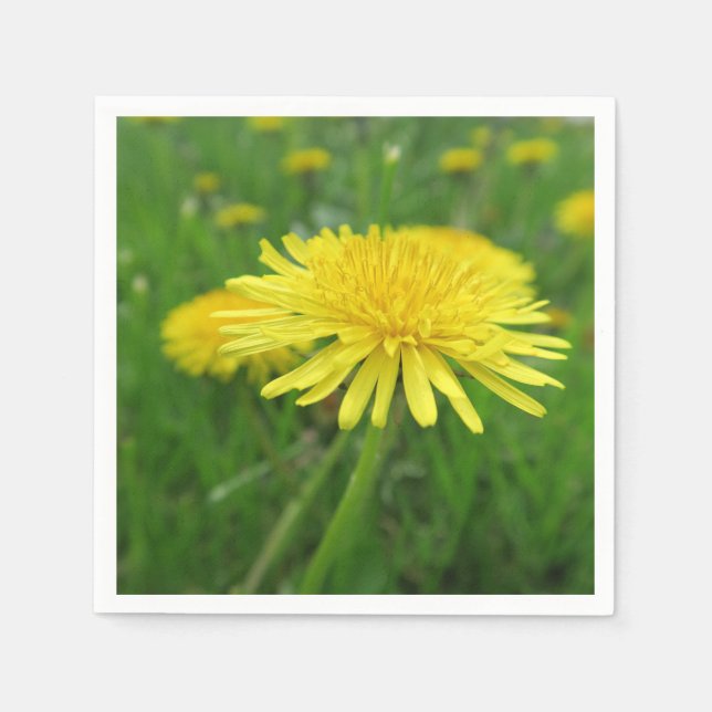 yellow, buttercup, plant, dandelion, meadow, napkin (Front)