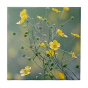 Yellow buttercups ceramic tile