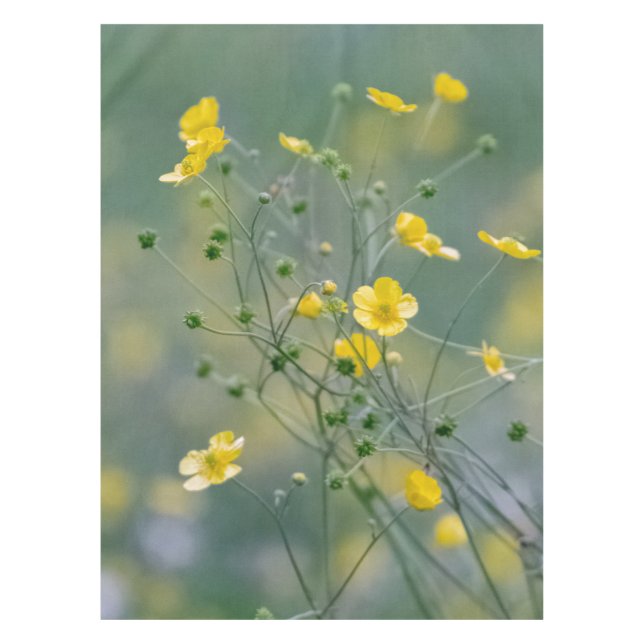 Yellow buttercups tablecloth (Front)
