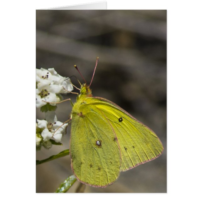 Yellow Butterfly (Front)