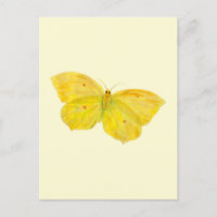 Yellow Butterfly Common Brimstone flying 