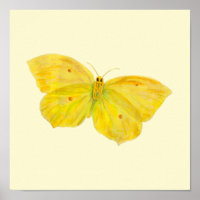 Yellow Butterfly Common Brimstone flying