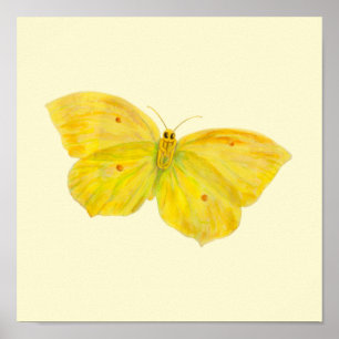 Yellow Butterfly Common Brimstone flying Poster