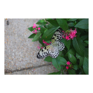 Yellow Butterfly Flying Photo Print