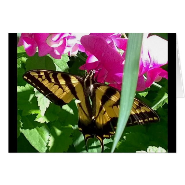 Yellow Butterfly in Spring (Front Horizontal)