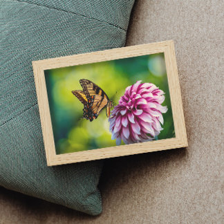 Yellow Butterfly on Pink Dahlia Flower in a Garden Poster
