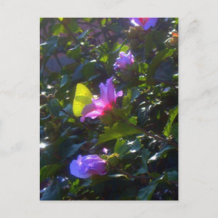 Yellow Butterfly on Pink Rose of Sharon Postcard