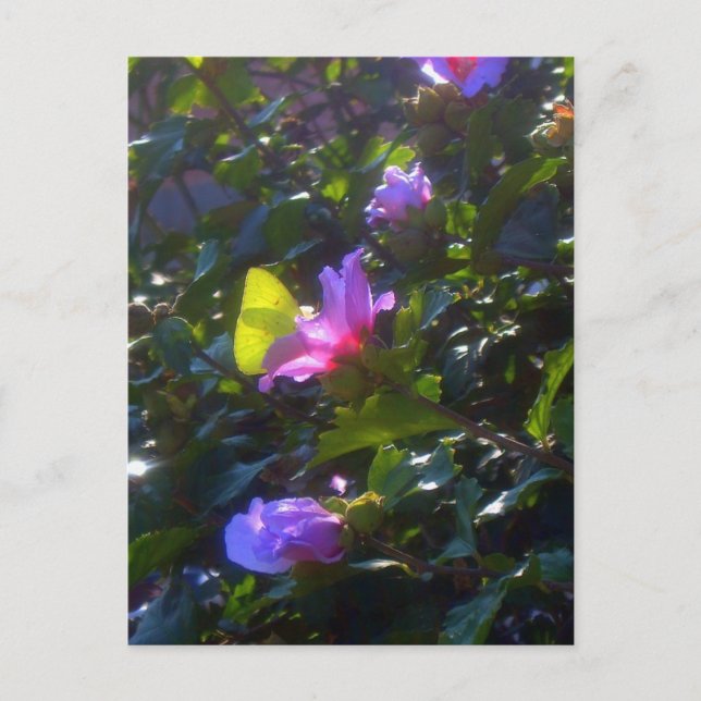 Yellow Butterfly on Pink Rose of Sharon Postcard (Front)