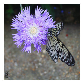 Yellow Butterfly on Purple Flower Photo Print