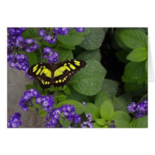 Yellow Butterfly on Violet Flowers Print