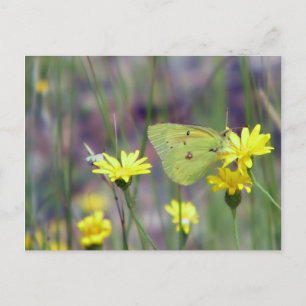 Yellow butterfly on yellow flower postcard