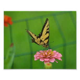 Yellow Butterfly Photo Print