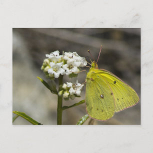 Yellow Butterfly Postcard